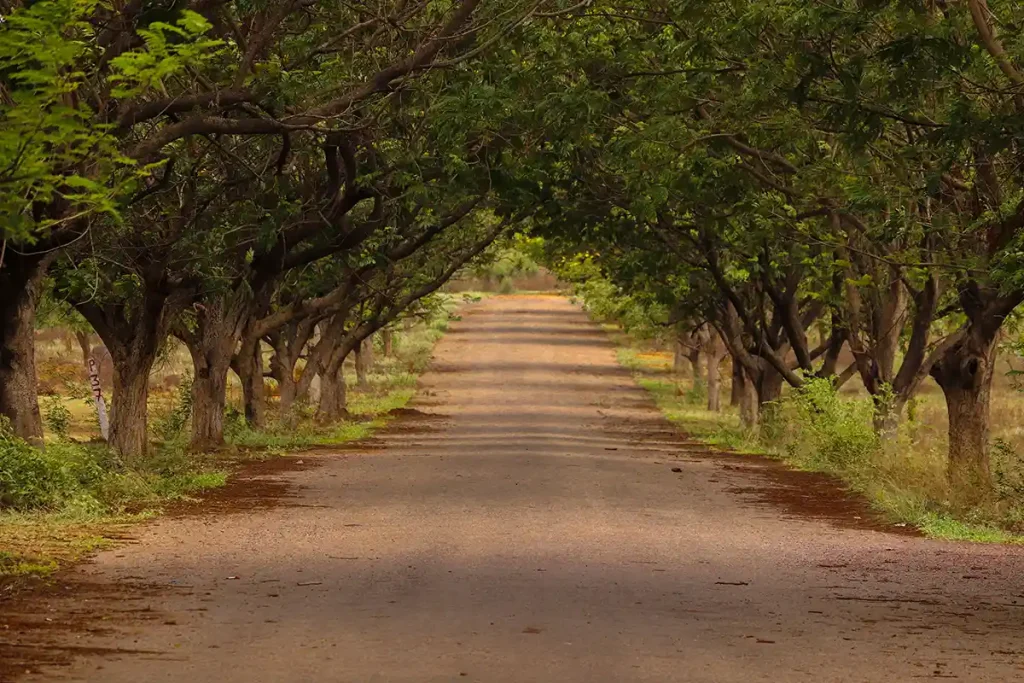 La historia del camino seguro